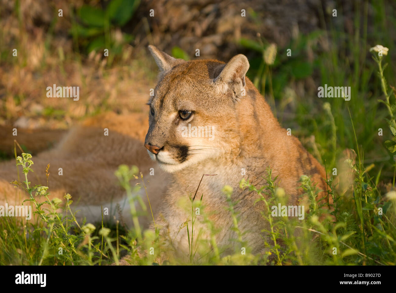 Portrait of a mountain lion in the grass Stock Photo