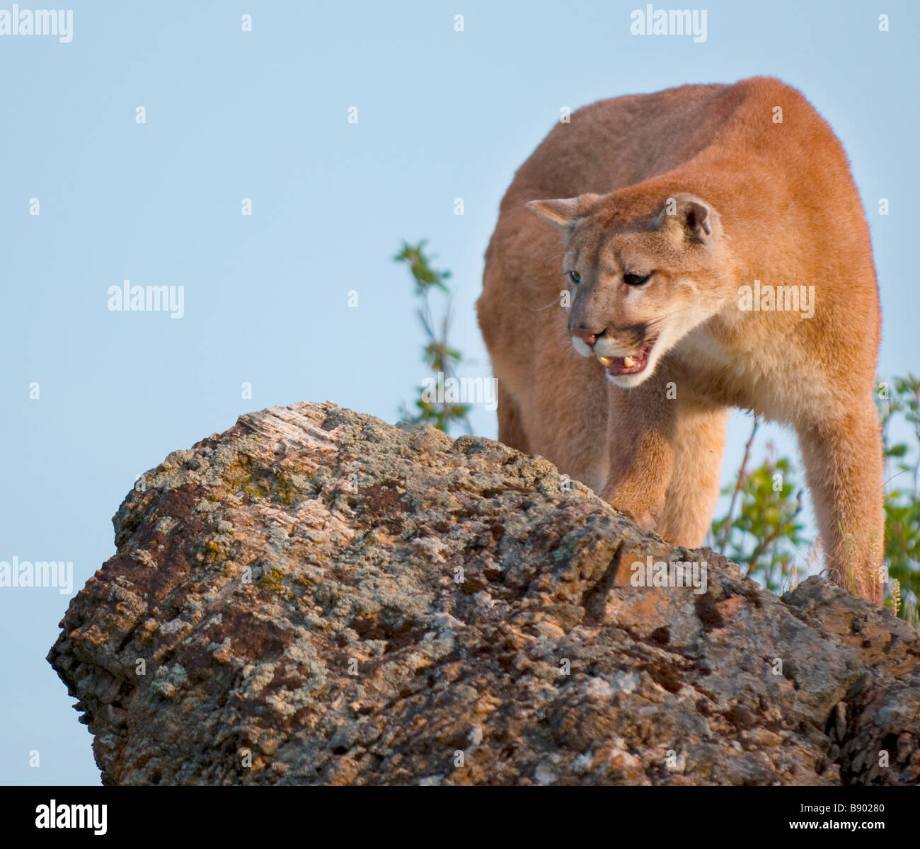 Mountain lion standing on a rock looking out over a field Stock Photo