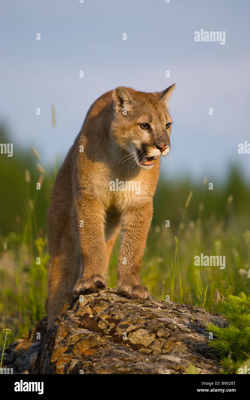 Mountain lion standing on a rock looking out over a field Stock Photo