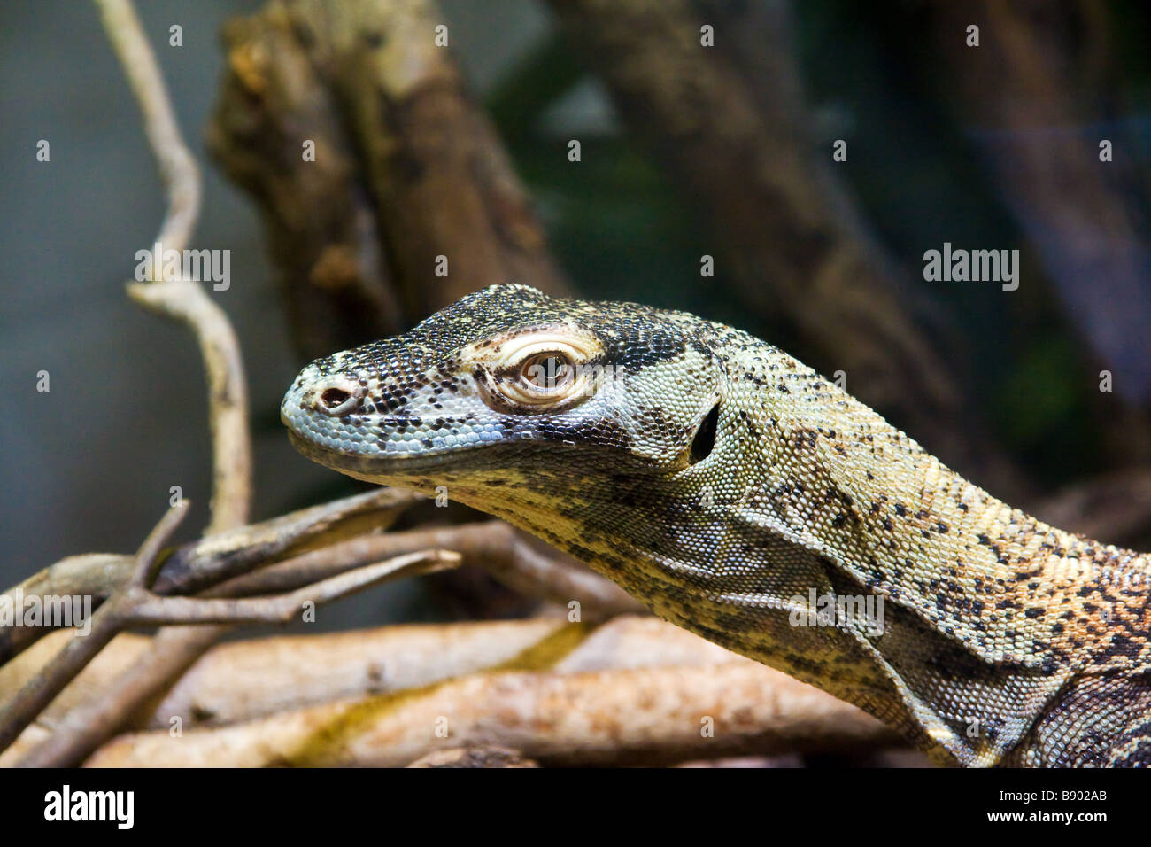 Komodo Dragon young female Stock Photo Alamy