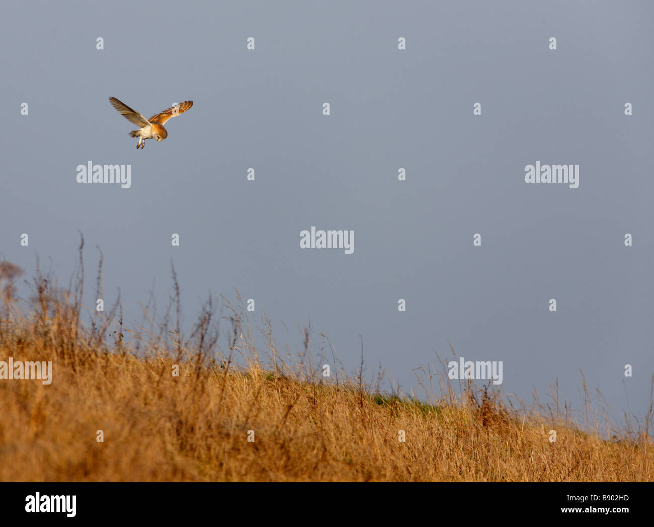 Barn Owl Tyto alba flight hunt Stock Photo - Alamy