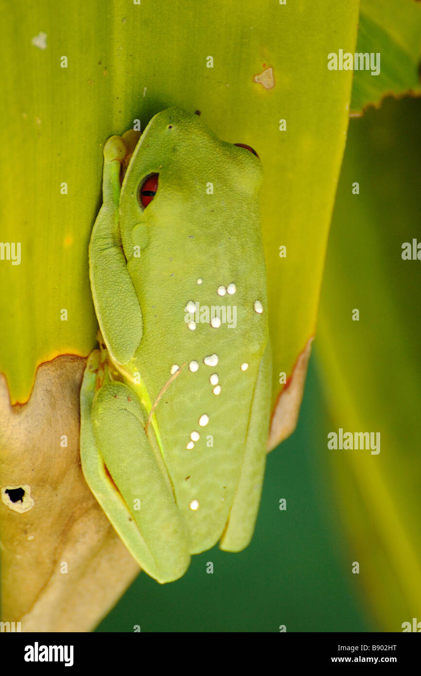 Red-Eyed Leaf Frog Stock Photo