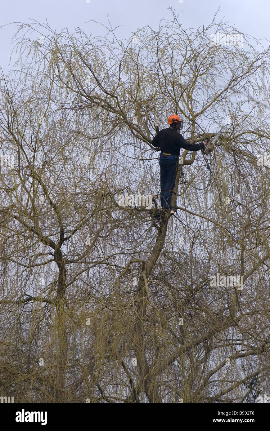 Cutting back willow tree growth Stock Photo Alamy