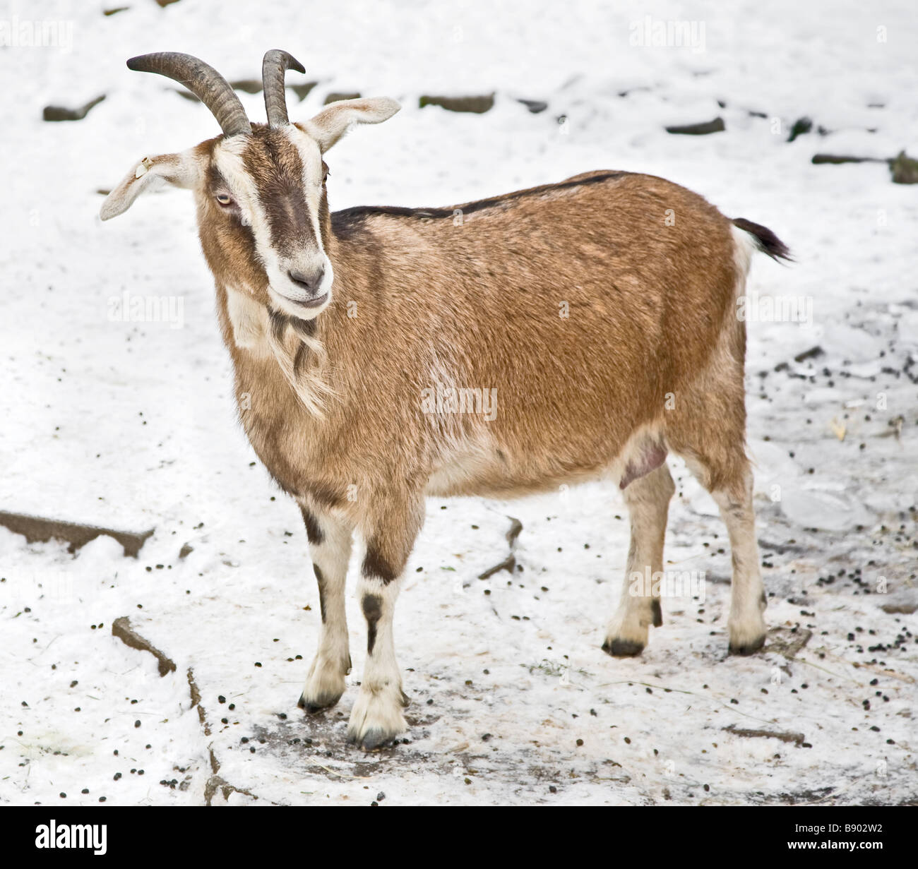 goat in snow Stock Photo Alamy