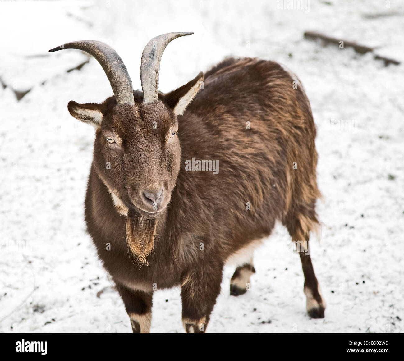 goat in snow Stock Photo Alamy