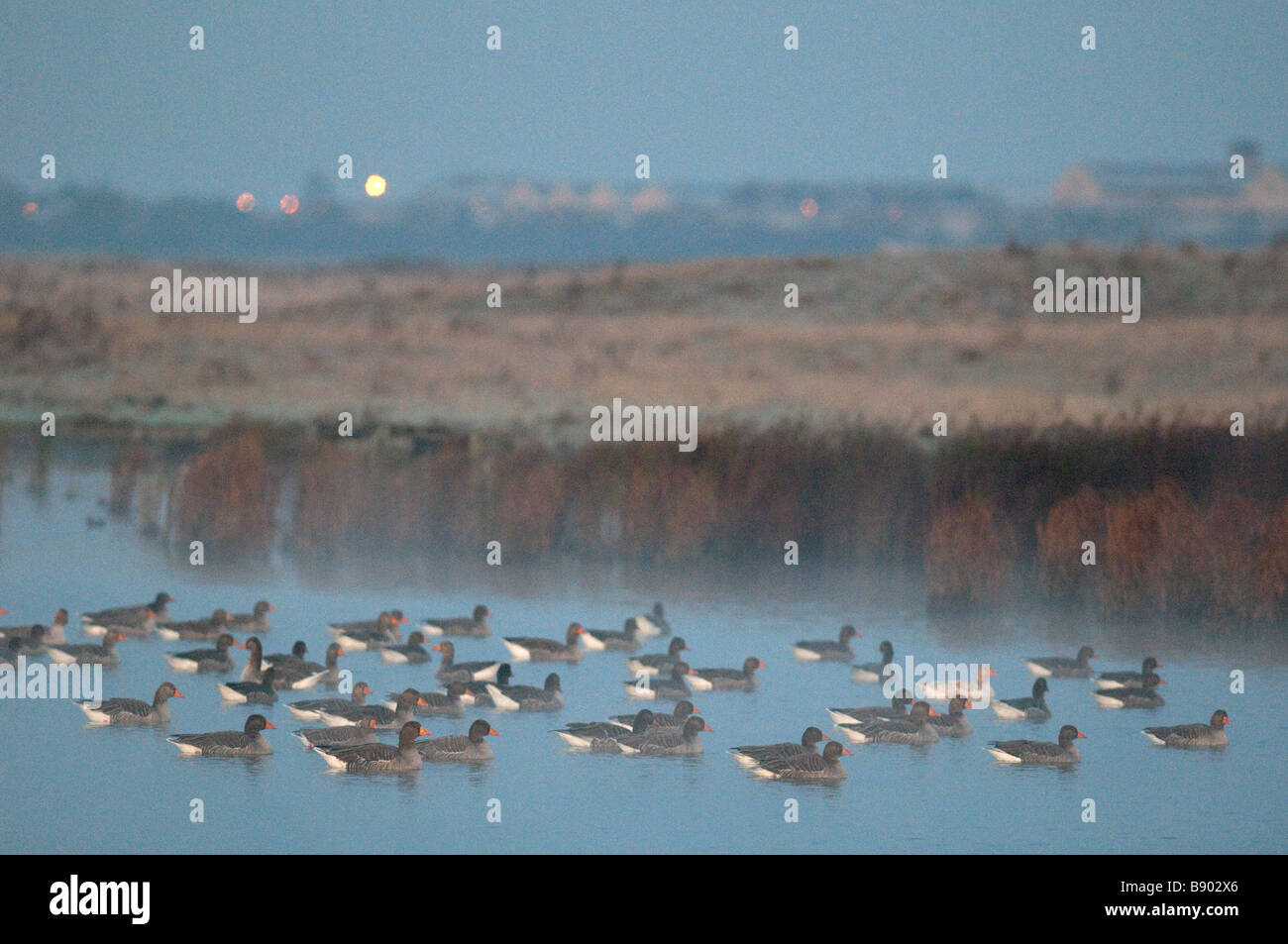 Graylag Geese, Anser anser, at dawn, Kent, England, Winter. Stock Photo