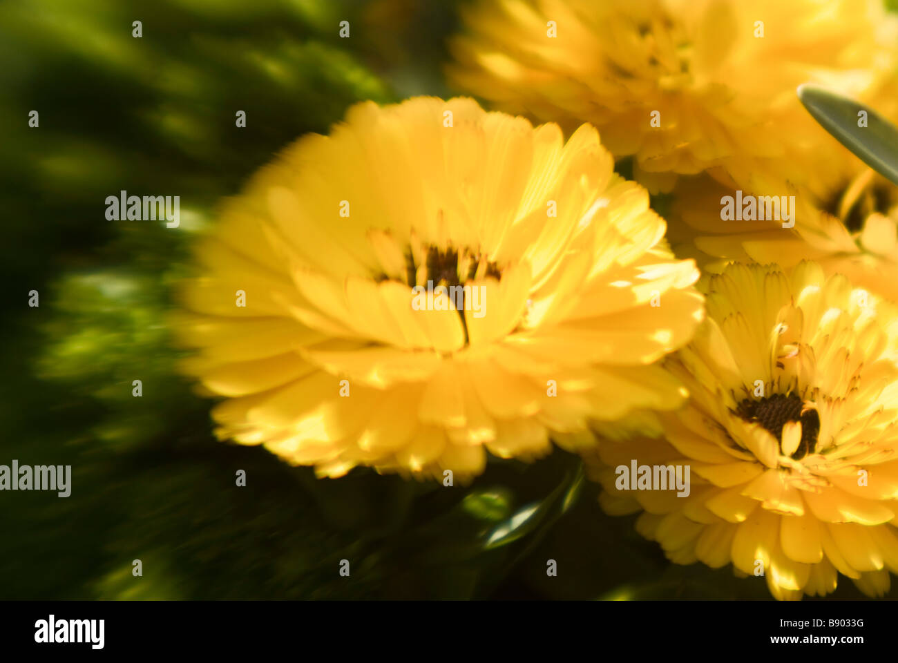 three yellow flowers Stock Photo