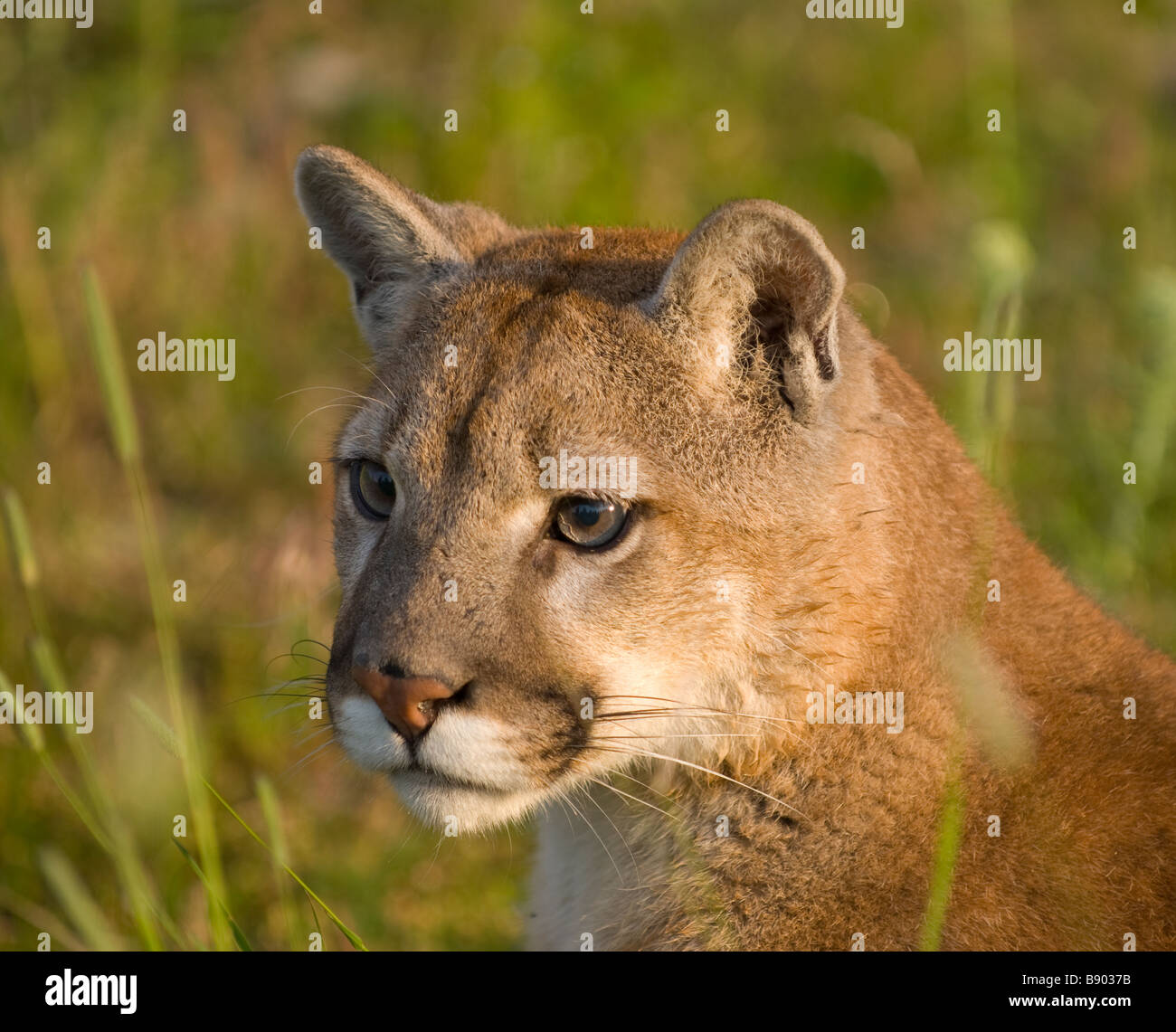 Portrait of a mountain lion in the grass Stock Photo