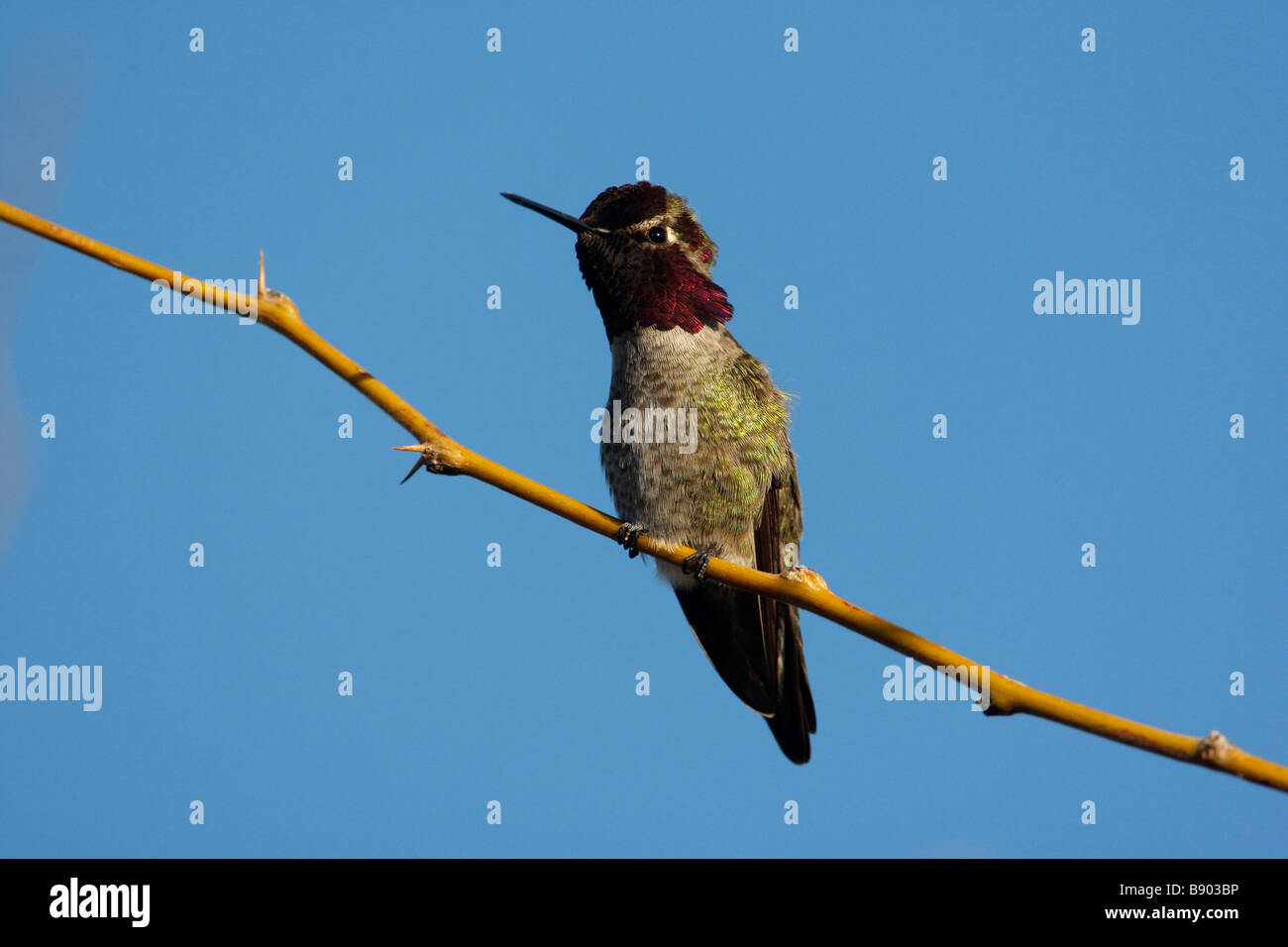 Costas hummingbird Calypte costae Arizona USA Stock Photo