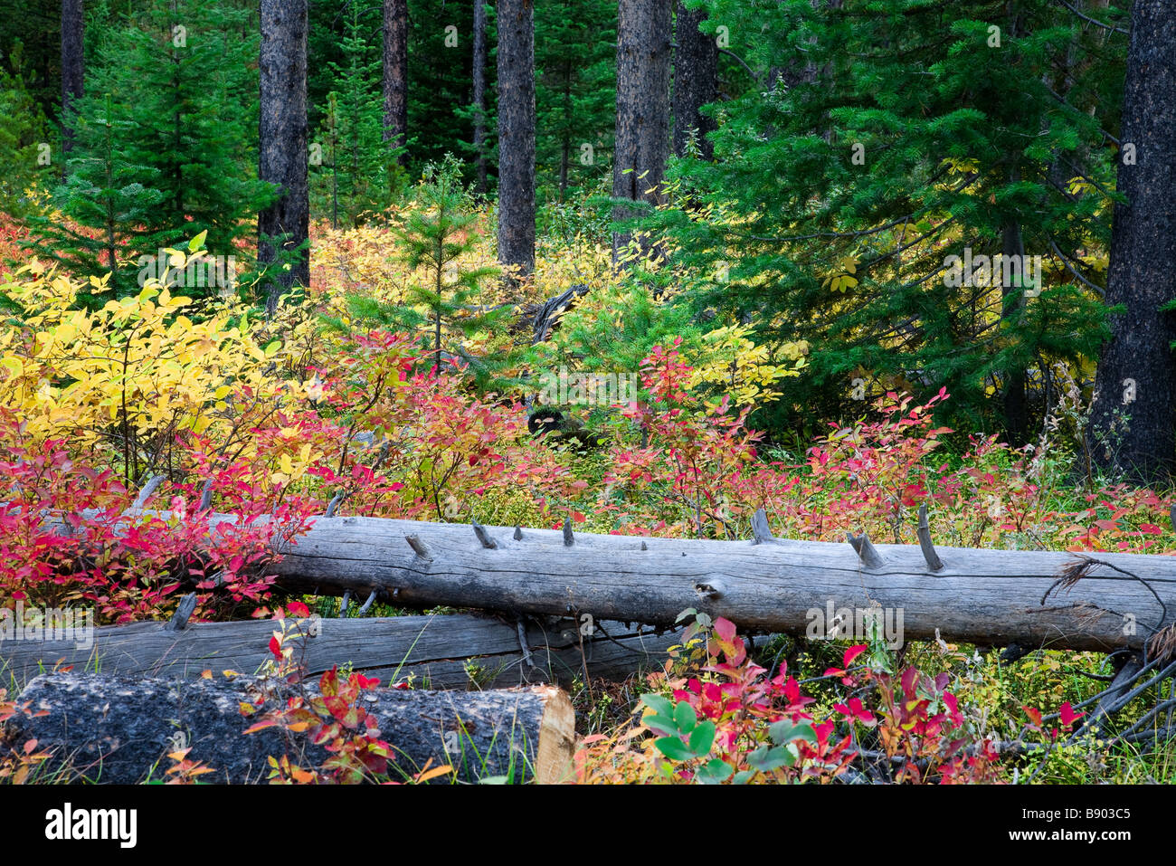 Autumn, Fall colours, colors in the forest in Grand Teton National Park Stock Photo