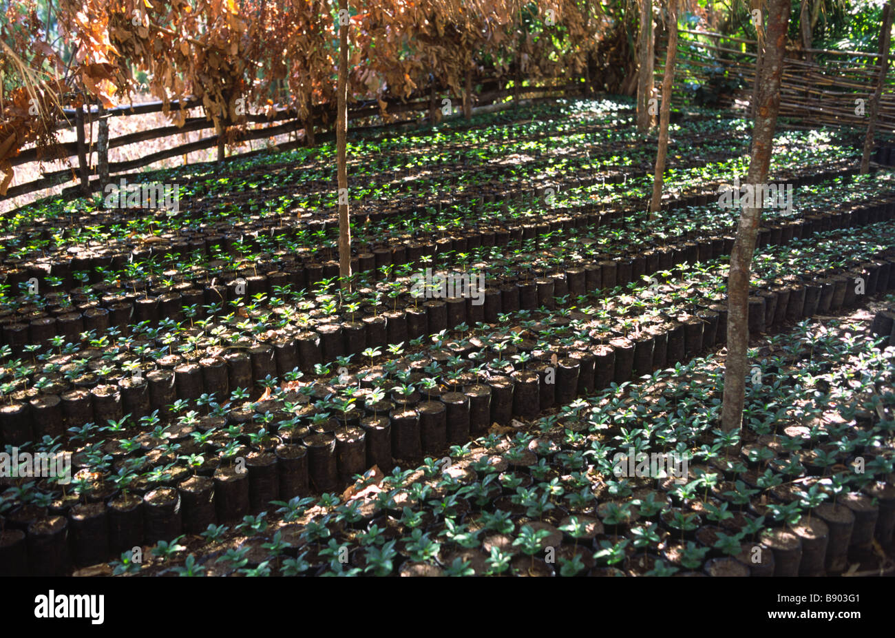 Young coffee plants in a nursery in the highlands of Guatemala Stock Photo
