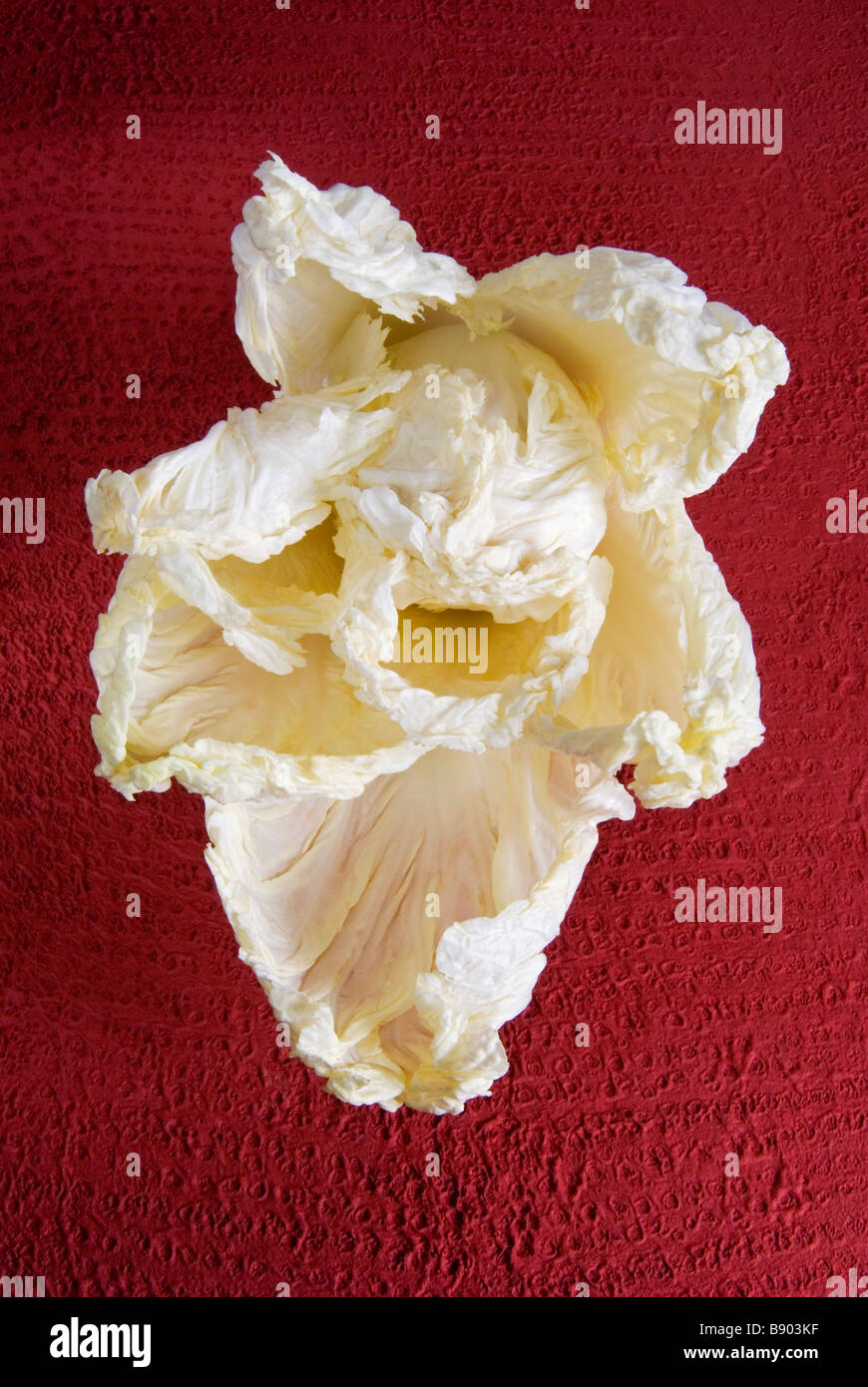 Chinese Cabbage Brassica Pechinensis Stock Photo Alamy