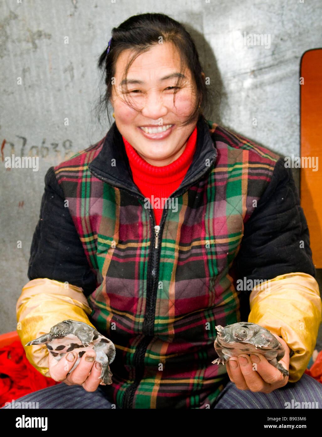 Turtles for sale in a local Chinese market. Stock Photo