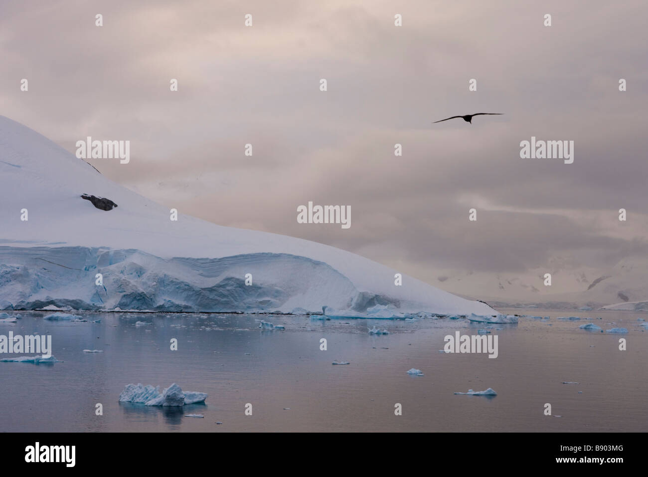 Skua glides over a channel dotted with icebergs Antarctic Peninsula Antarctica Stock Photo