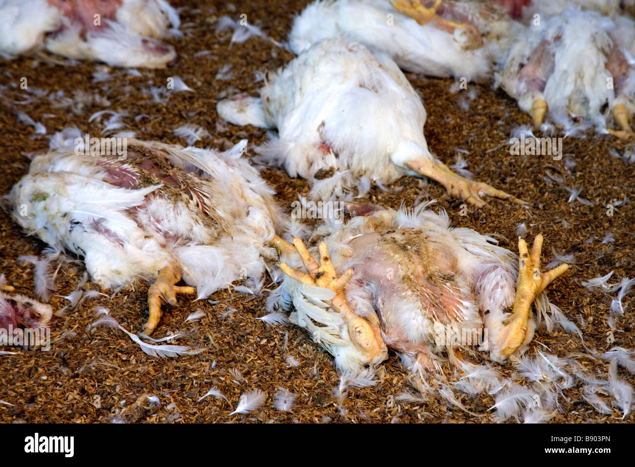 Deceased chickens at poultry farm. Stock Photo