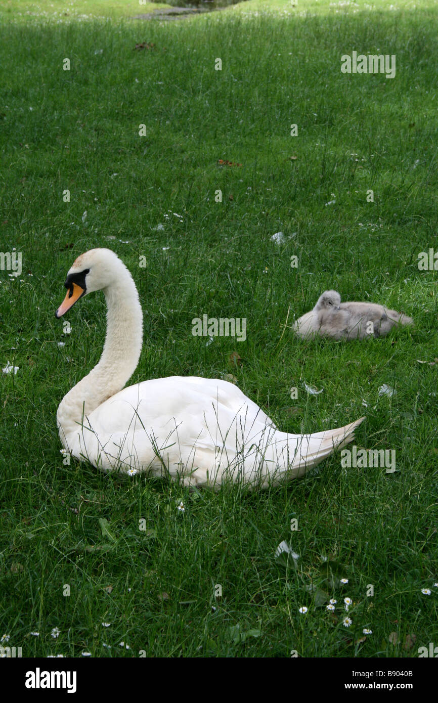 Swan and Cygnet. Photograph by Kim Craig. Stock Photo