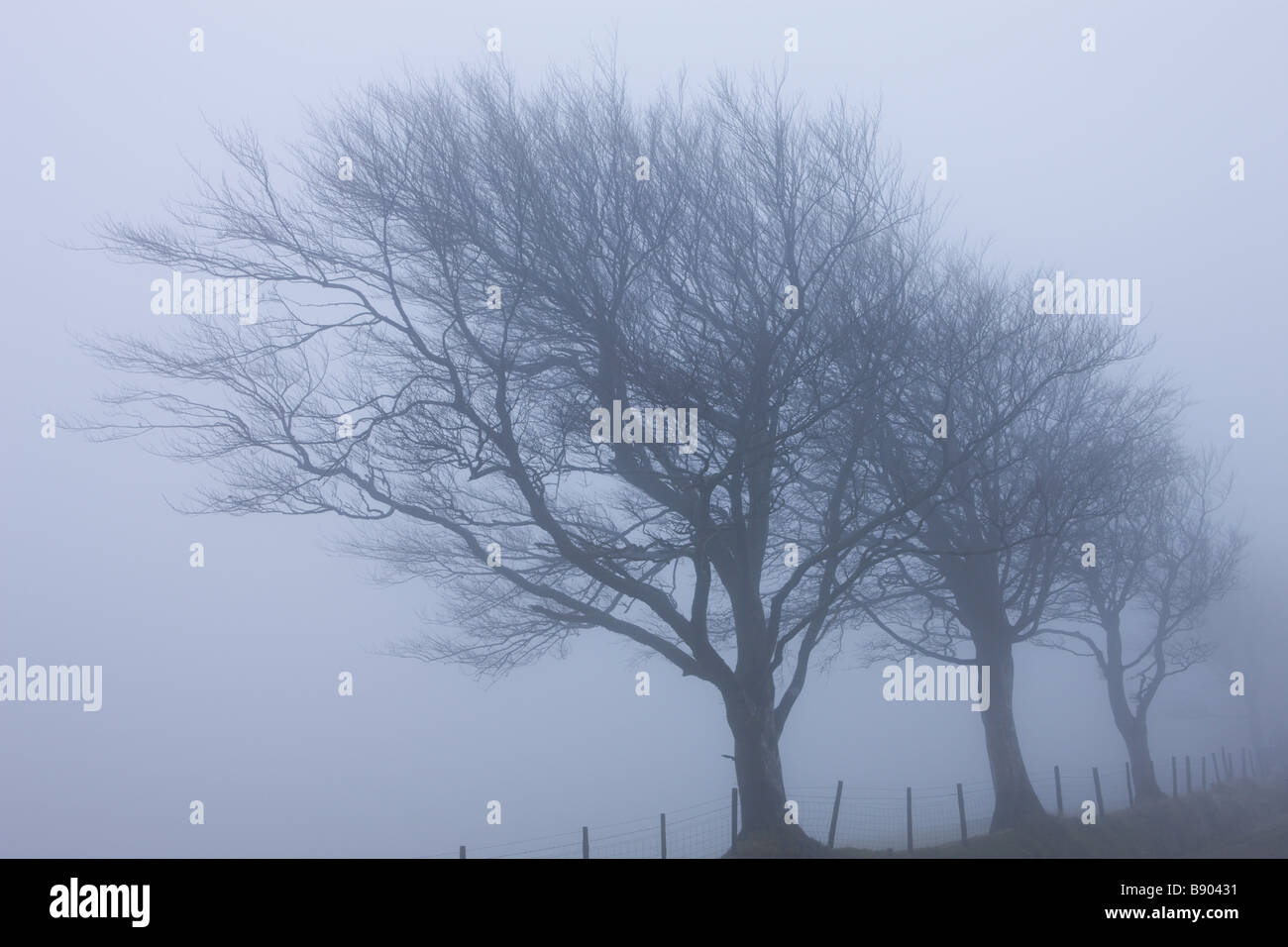 Trees in thick fog on Stoke Pero Common Exmoor National Park Somerset England Stock Photo