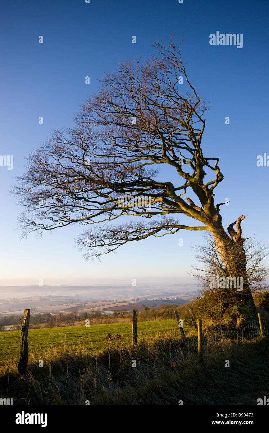 Windswept tree on Raddon Hill Devon England Stock Photo