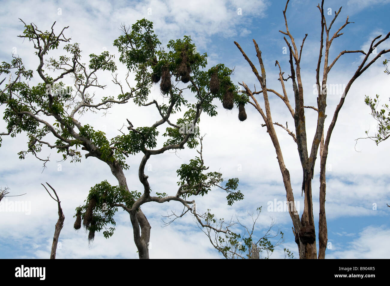 The Japim bird or "Amazon Weaver" builds a unique nest that hangs below