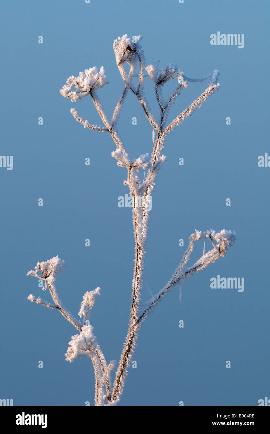 Cow Parsley, Anthriscus sylvestris, covered in hoar frost, North Kent