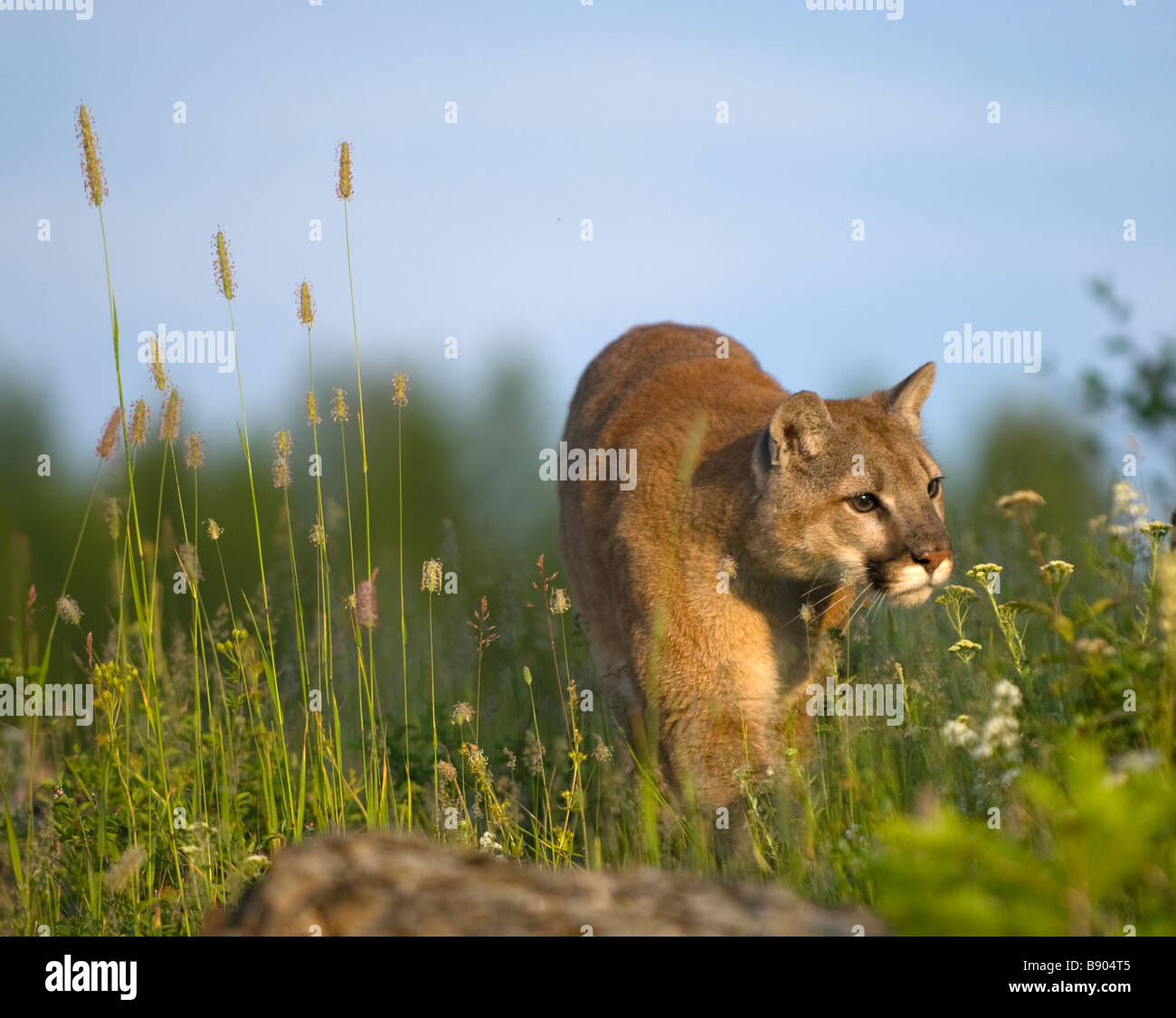 Mountain lion walking about in the high grass in a field Stock Photo