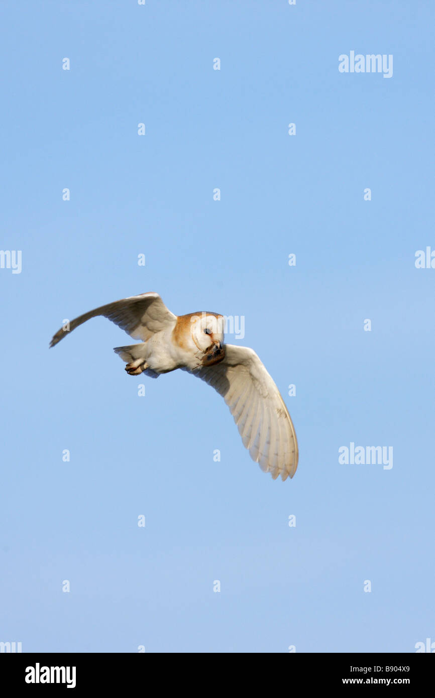 Barn Owl Tyto alba flight hunt prey Stock Photo
