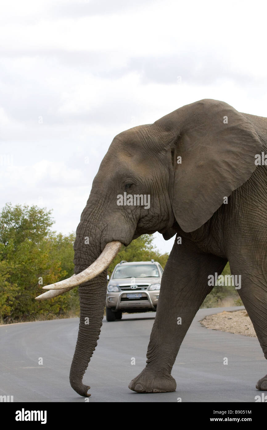 An elephant walks past a car in the Kruger National Park in South