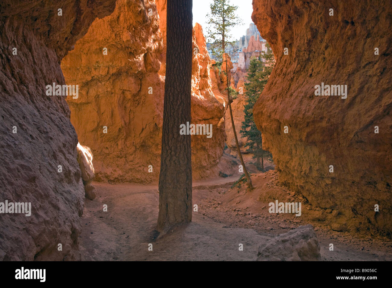 Inside Wall Street which is along the Navajo Loop Trail in Bryce Canyon National Park Utah Stock Photo