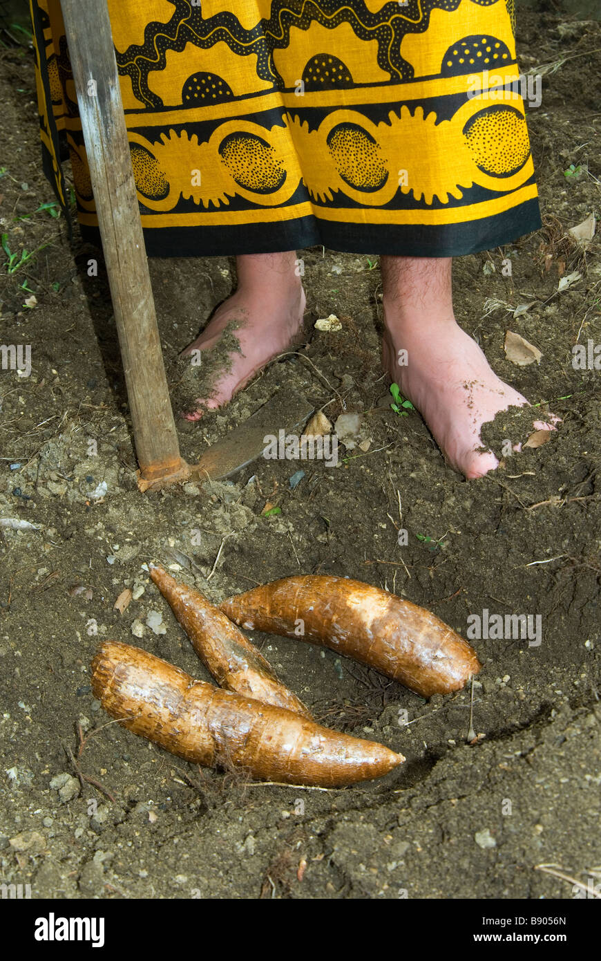 Cassava Mandioca roots Stock Photo
