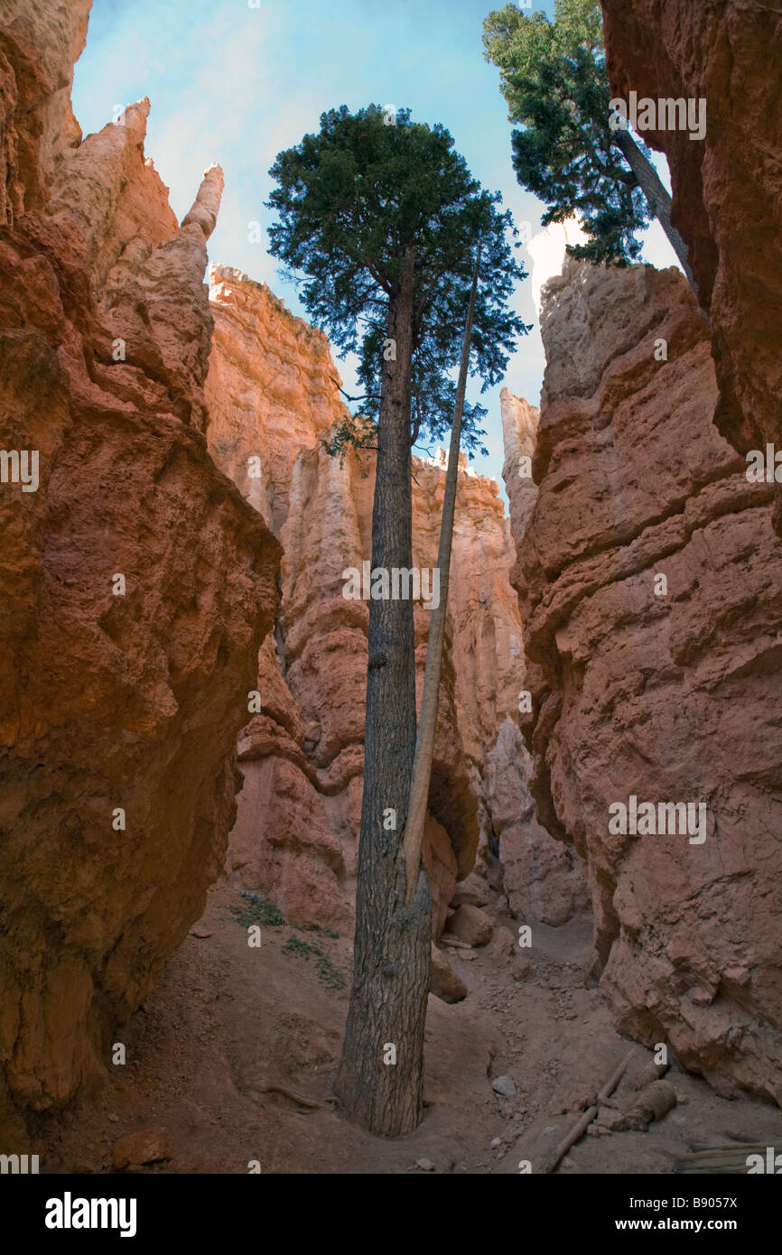 Inside Wall Street which is along the Navajo Loop Trail in Bryce Canyon National Park Utah Stock Photo