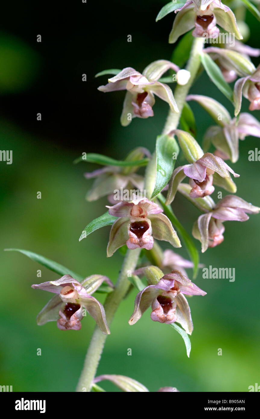 Broad leaved Helleborine, Epipactis helleborine, orchid, Kent, England. Stock Photo