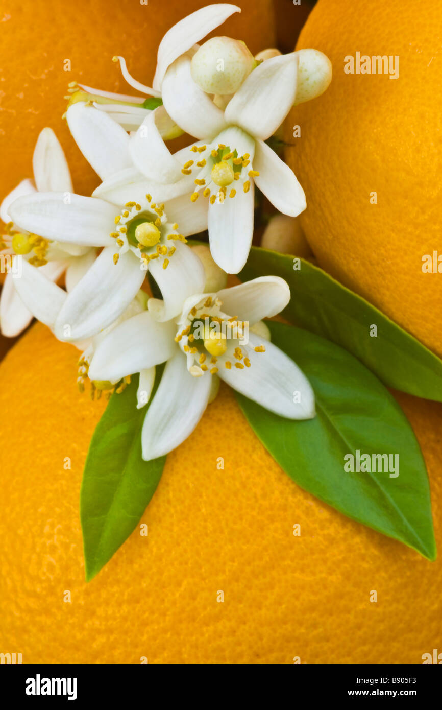 Orange blossoms. Stock Photo