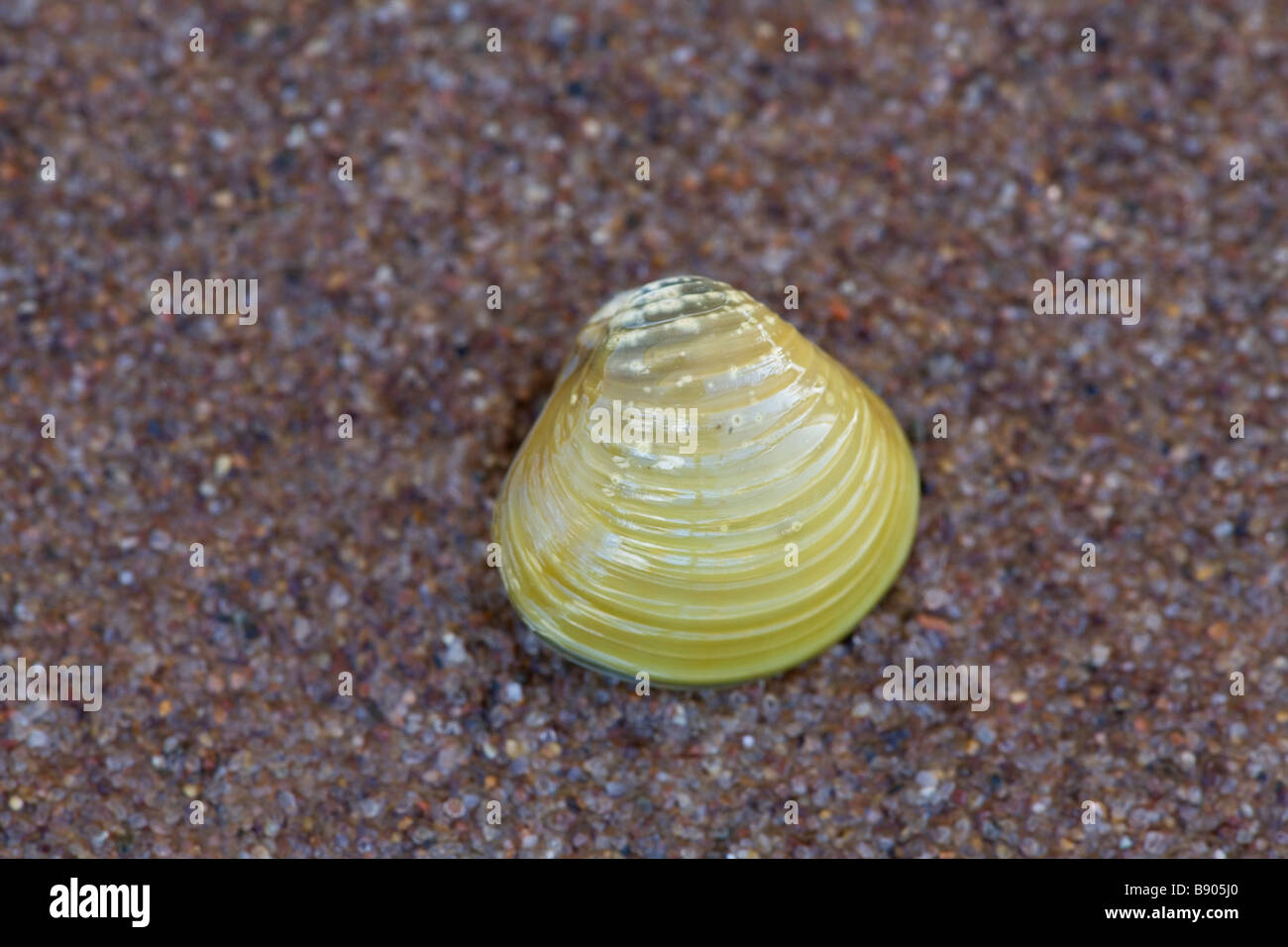 Freshwater clam shell Stock Photo