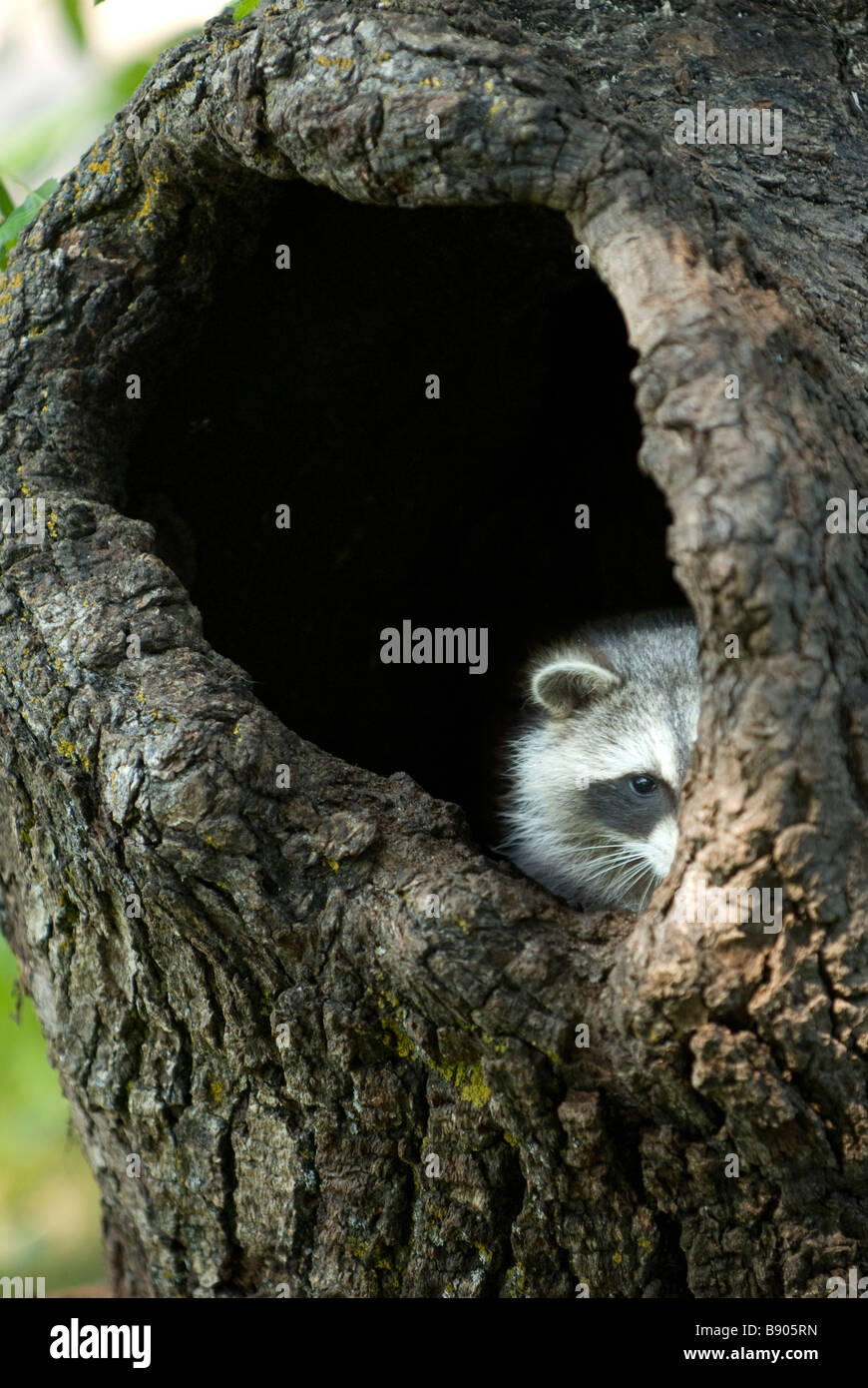 Raccoon peeking out from a hole in a tree trunk Stock Photo
