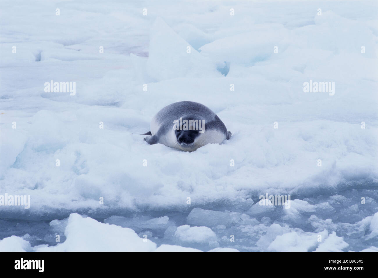 HOODED SEAL PUP, GULF OF SAINT LAWRENCE, CANADA Stock Photo