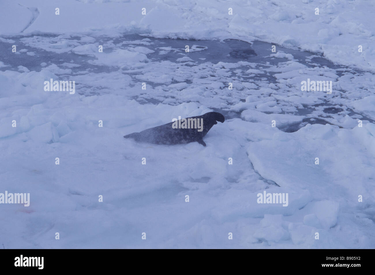 HOODED SEAL, MALE, GULF OF SAINT LAWRENCE, CANADA Stock Photo