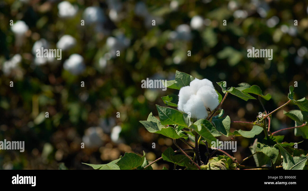 Cotton growing Stock Photo