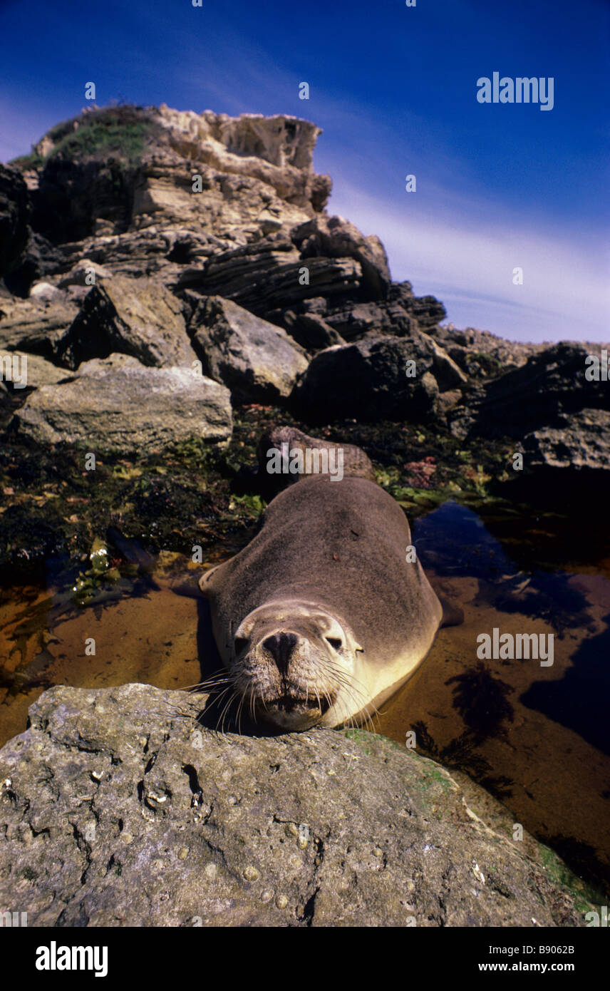 AUSTRALIAN SEA LION, KANGAROO IS., AUSTRALIA Stock Photo Alamy