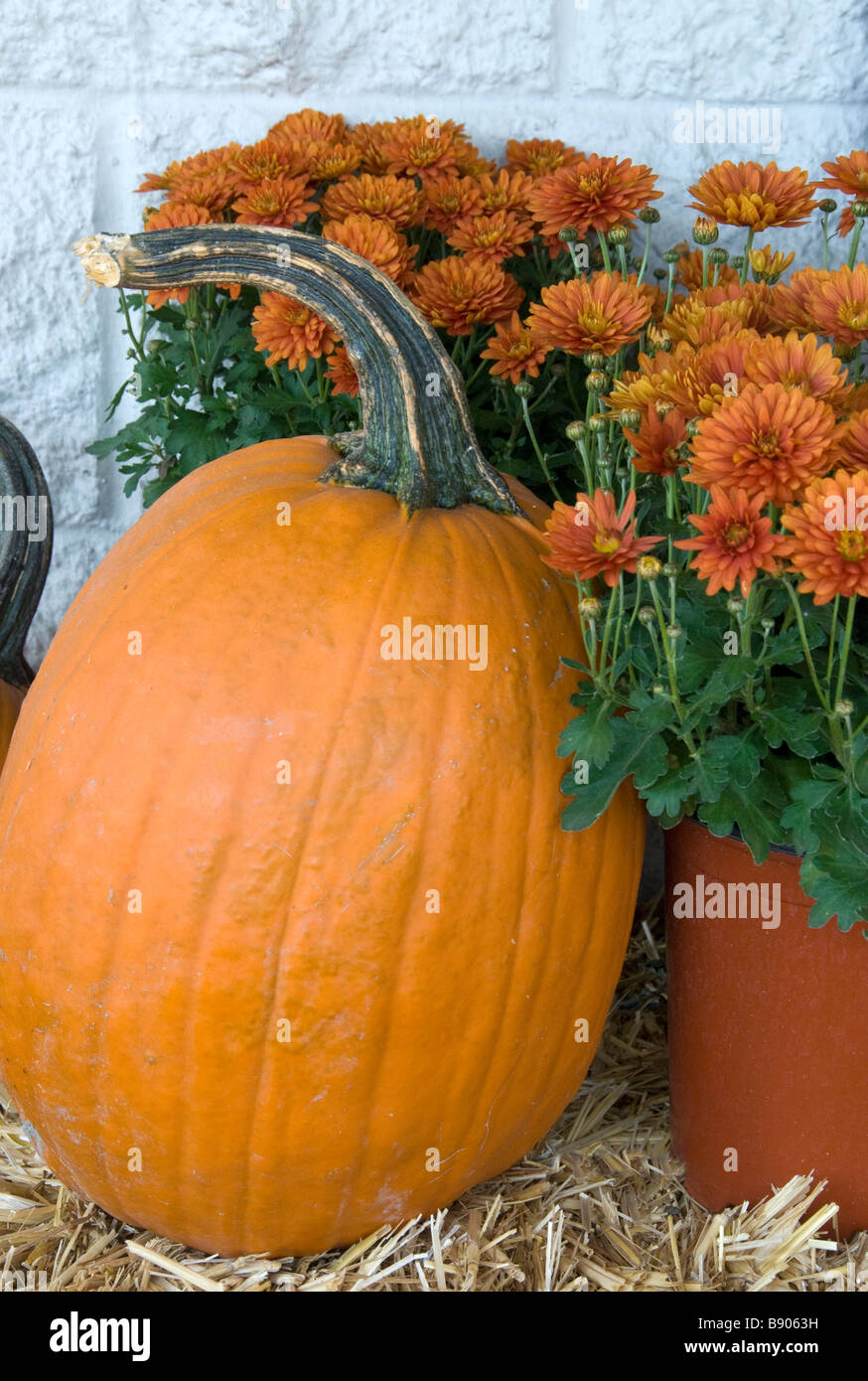 Pumpkin and chrysathemum arrangement on hay bale. Stock Photo