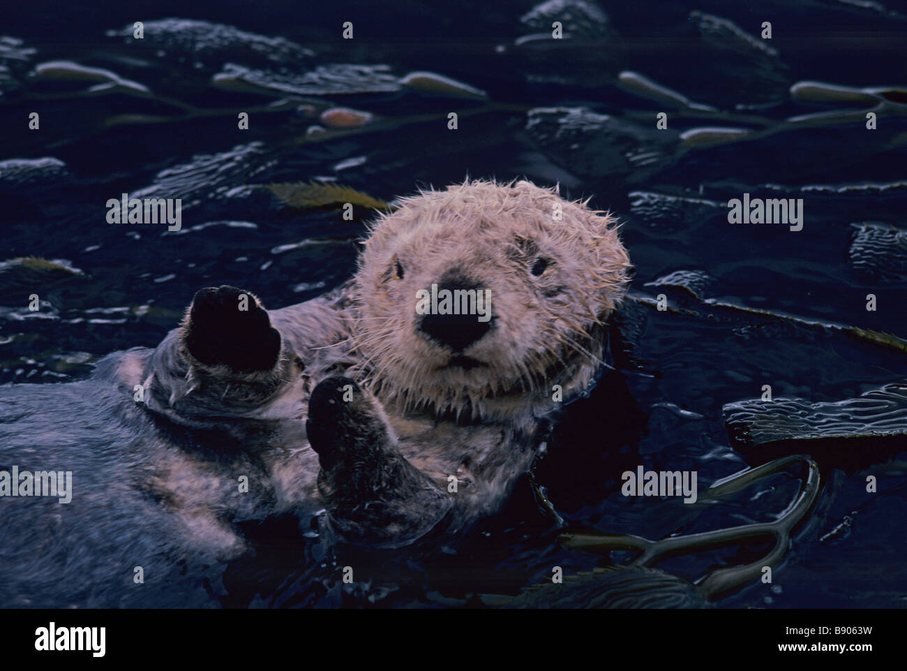 Giant kelp otter hi-res stock photography and images - Alamy