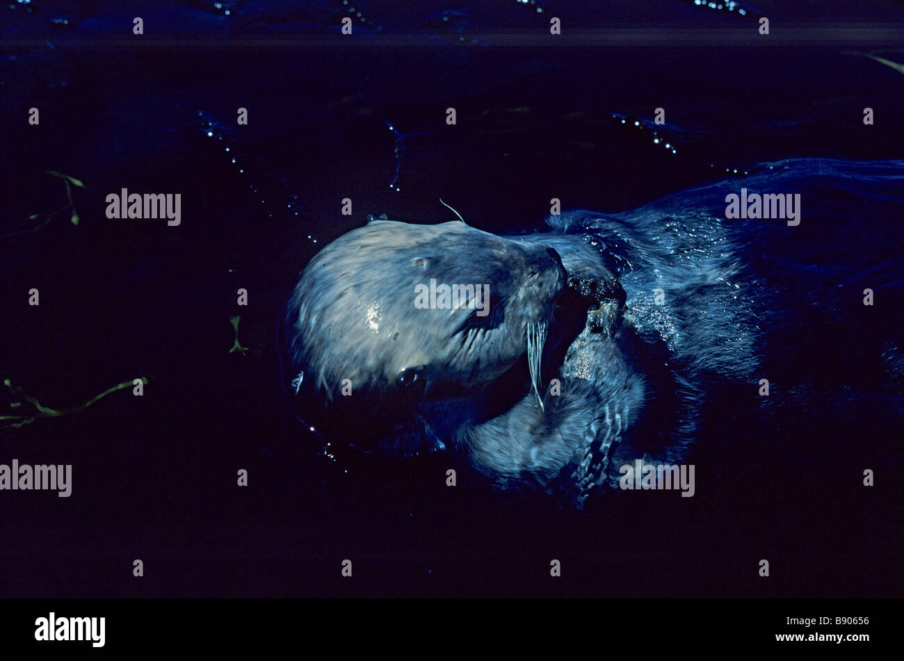 SEA OTTER, MONTEREY, CALIFORNIA, U.S.A Stock Photo - Alamy