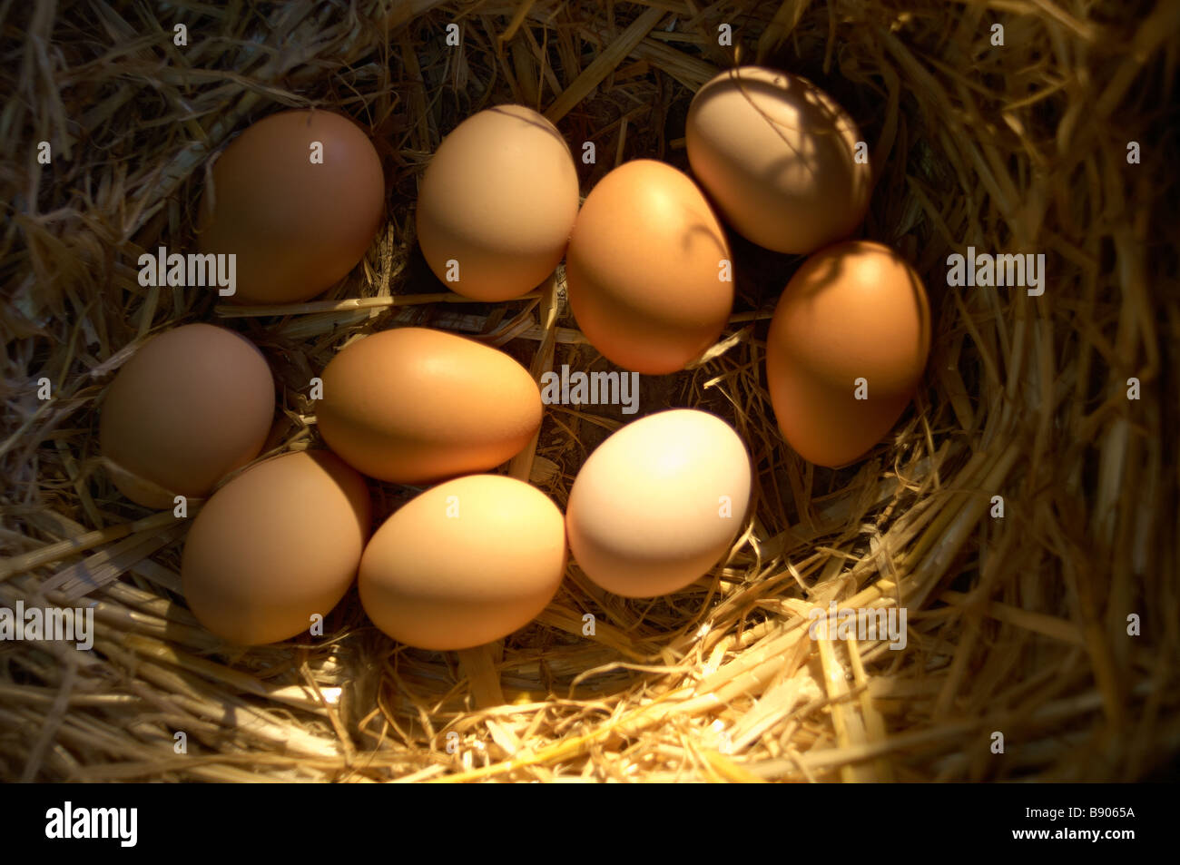 Free range eggs Stock Photo Alamy