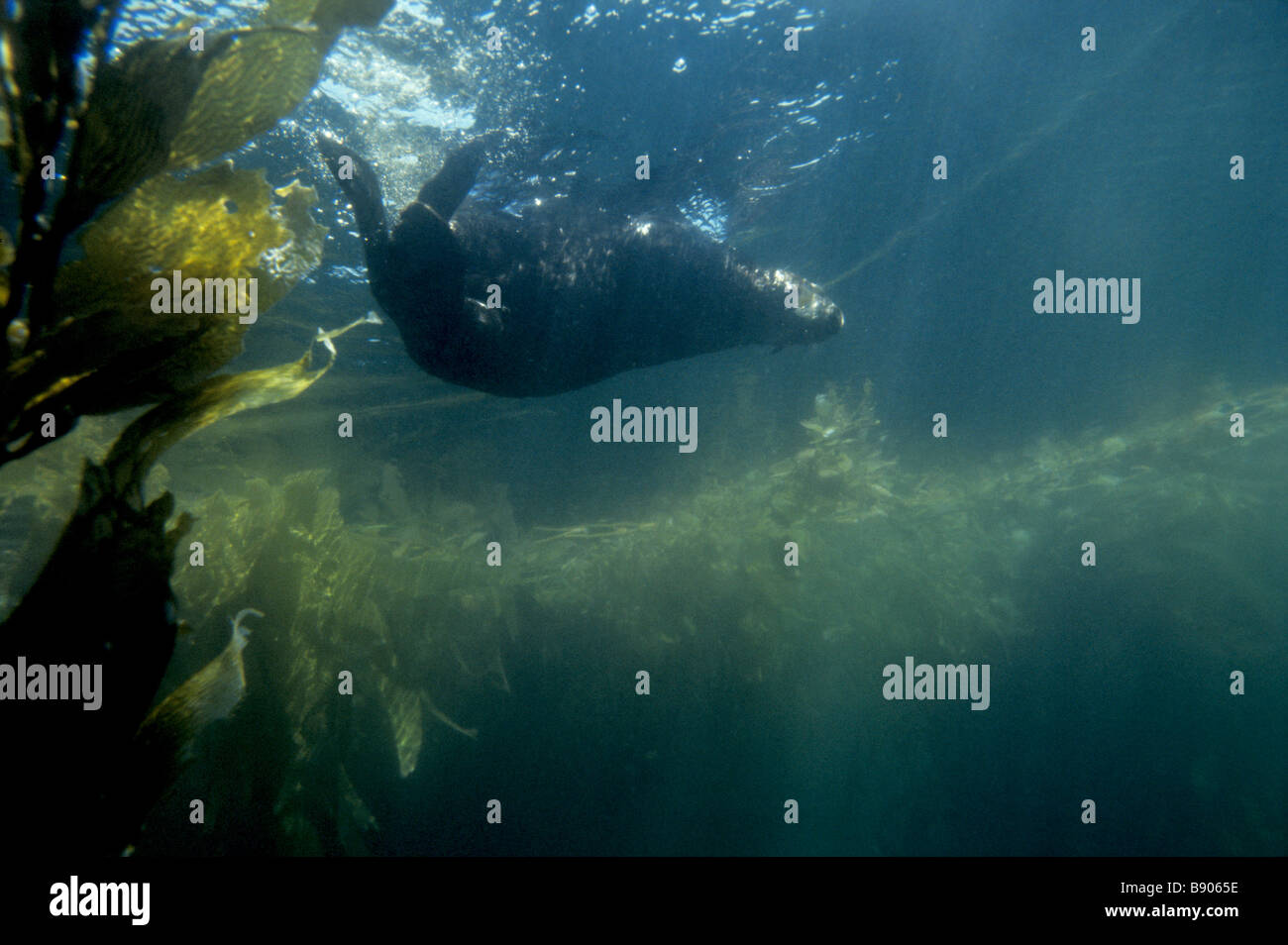 Sea otter underwater hi-res stock photography and images - Alamy