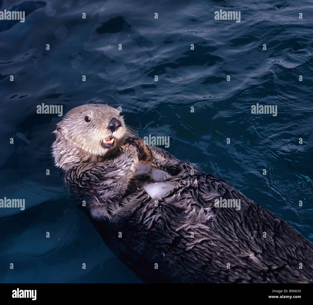 SEA OTTER EATING THE ICE Stock Photo Alamy
