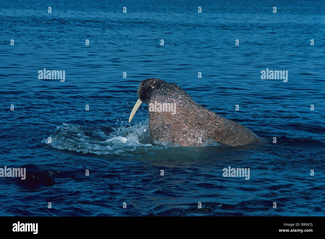 Bering sea walrus hi-res stock photography and images - Alamy