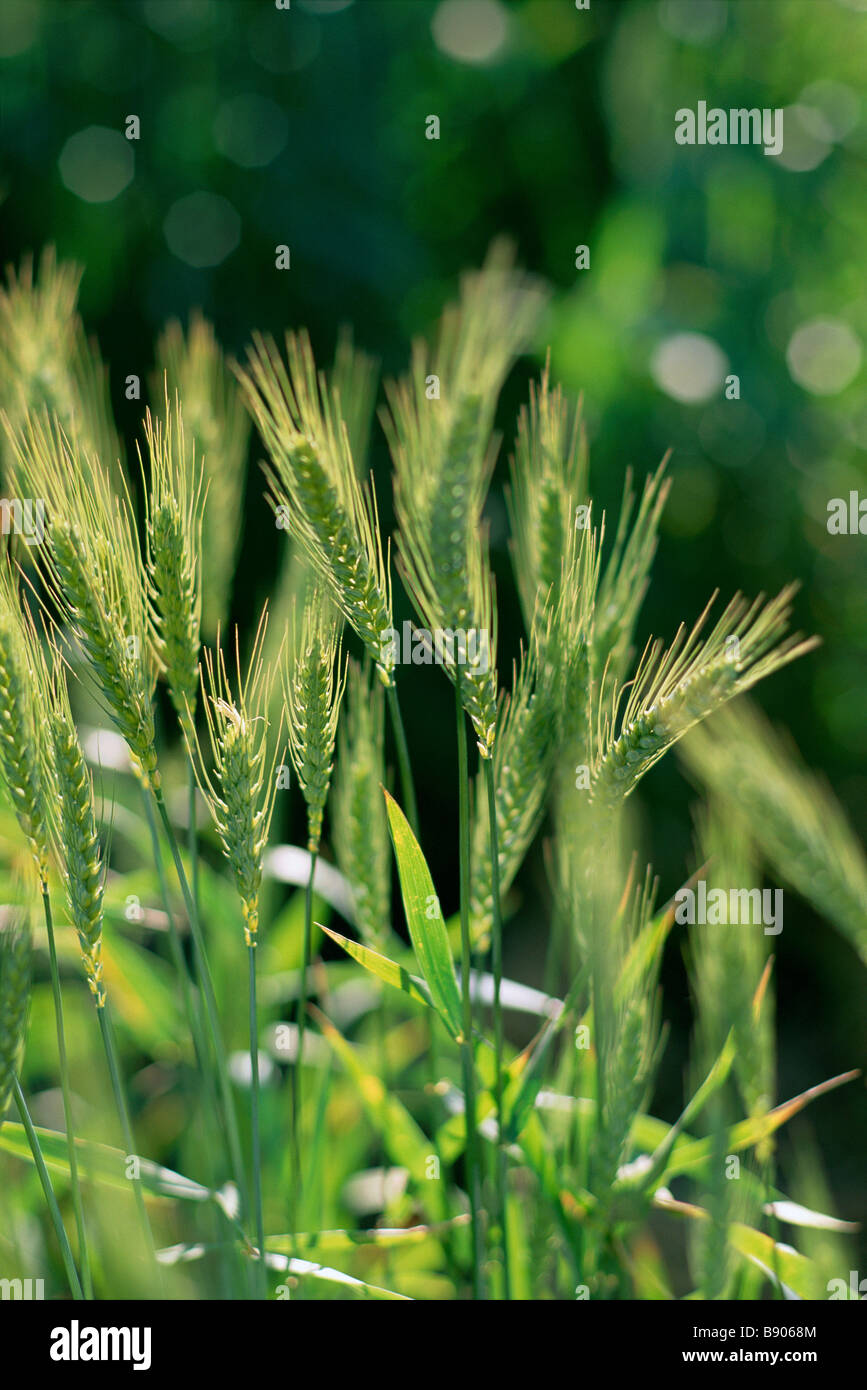 Australian wheat harvest hi-res stock photography and images - Alamy