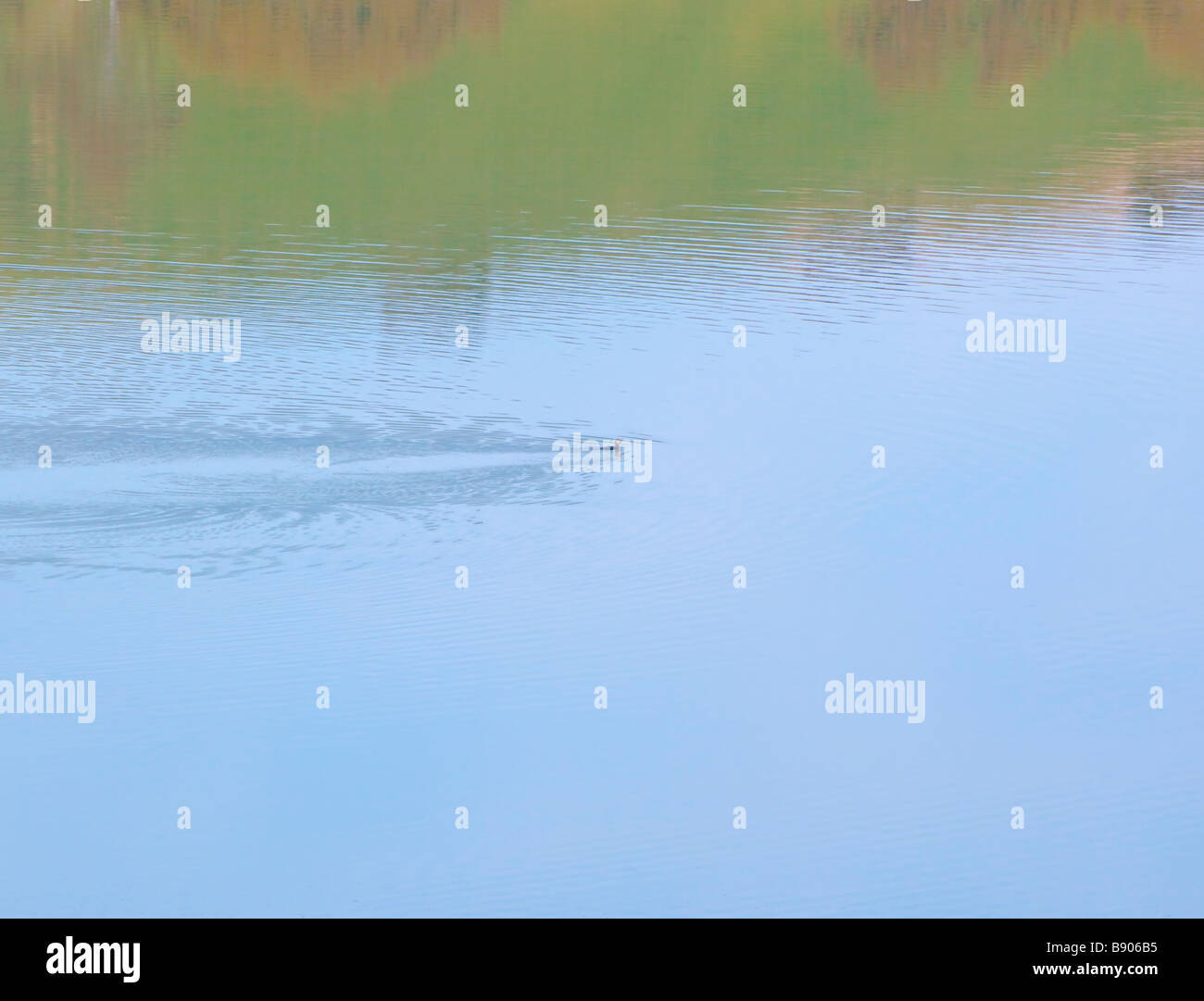 A duck swimming on calm water Stock Photo