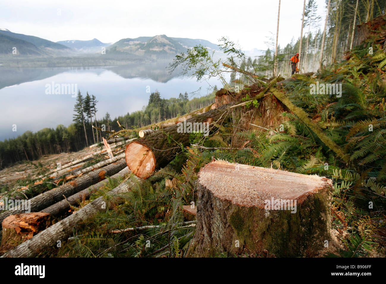 A logger in a clear cut section of rainforest on Vancouver Island, British Columbia, Canada. Stock Photo