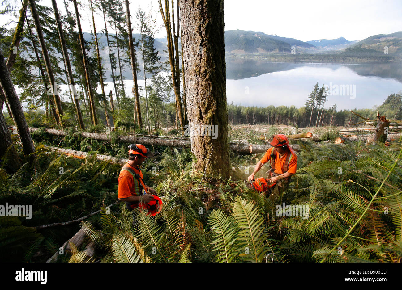 Two loggers cutting down a tree with a chainsaw on Vancouver Island