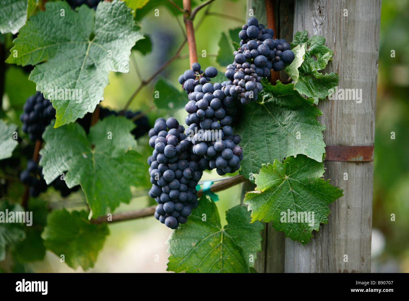 Purple grapes growing in a vineyard on Vancouver Island, British